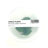LC144 Jungle plants-Hemionitis arifolia 'Heart fern' (jungle plant cup)