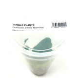 LC144 Jungle plants-Hemionitis arifolia 'Heart fern' (jungle plant cup)