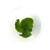 LC144 Jungle plants-Hemionitis arifolia 'Heart fern' (jungle plant cup)