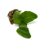 LC144 Jungle plants-Hemionitis arifolia 'Heart fern' (jungle plant cup)