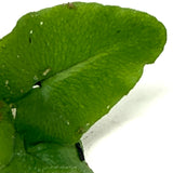 LC144 Jungle plants-Hemionitis arifolia 'Heart fern' (jungle plant cup)
