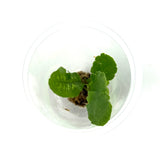 LC142 Jungle plants Tectaria Hilocarpa (jungle plant cup)