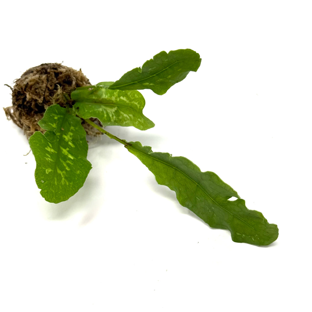 LC142 Jungle plants Tectaria Hilocarpa (jungle plant cup)