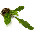 LC142 Jungle plants Tectaria Hilocarpa (jungle plant cup)