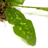 LC142 Jungle plants Tectaria Hilocarpa (jungle plant cup)