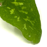 LC142 Jungle plants Tectaria Hilocarpa (jungle plant cup)