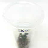 LC476 Jungle plants Anubias barteri var. nana kirin (jungle plant cup)