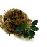 LC476 Jungle plants Anubias barteri var. nana kirin (jungle plant cup)