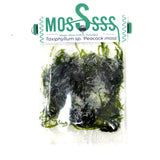 ZP813 Peacock Moss (Taxiphyllum sp. 'Peacock') (pouch)