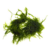 ZP813 Peacock Moss (Taxiphyllum sp. 'Peacock') (pouch)