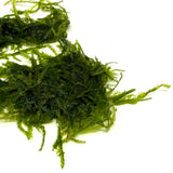 ZP813 Peacock Moss (Taxiphyllum sp. 'Peacock') (pouch)