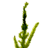 ZP813 Peacock Moss (Taxiphyllum sp. 'Peacock') (pouch)