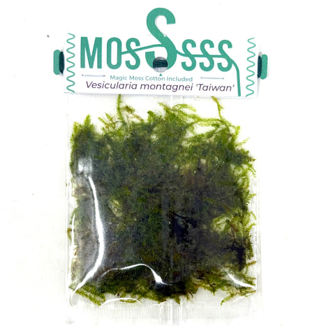 ZP814 Taiwan moss (Vesicularia montagnei 'Taiwan') (pouch)