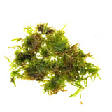 ZP814 Taiwan moss (Vesicularia montagnei 'Taiwan') (pouch)