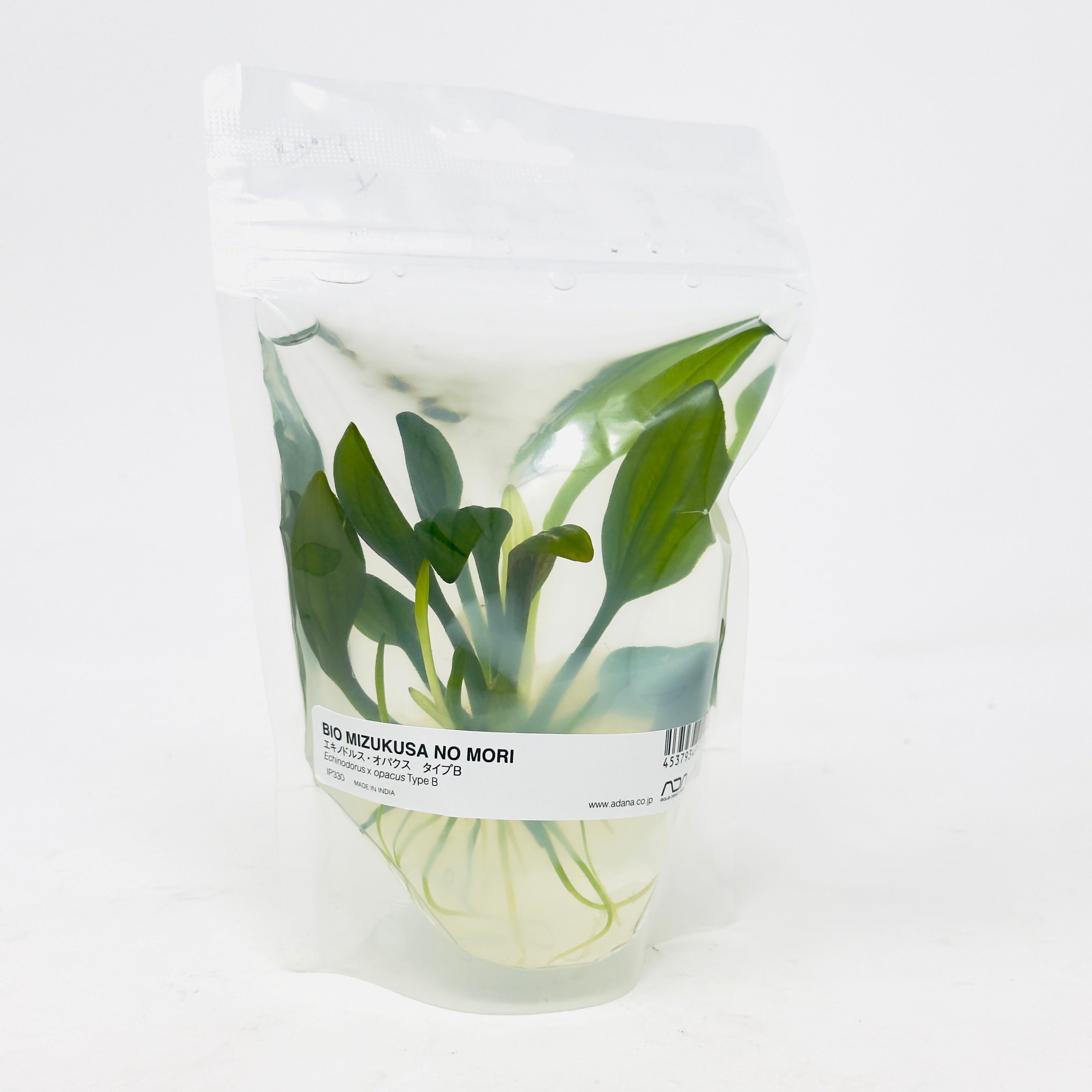 IP330 ADA Tissue Culture - Echinodorus opacus 'Iguazu 2009' type B
