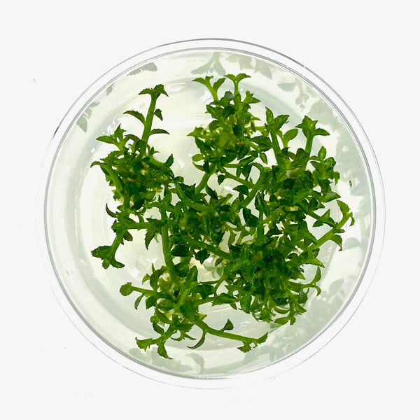 Tissue Culture - Ammannia sp towuti – Aqua Forest Aquarium