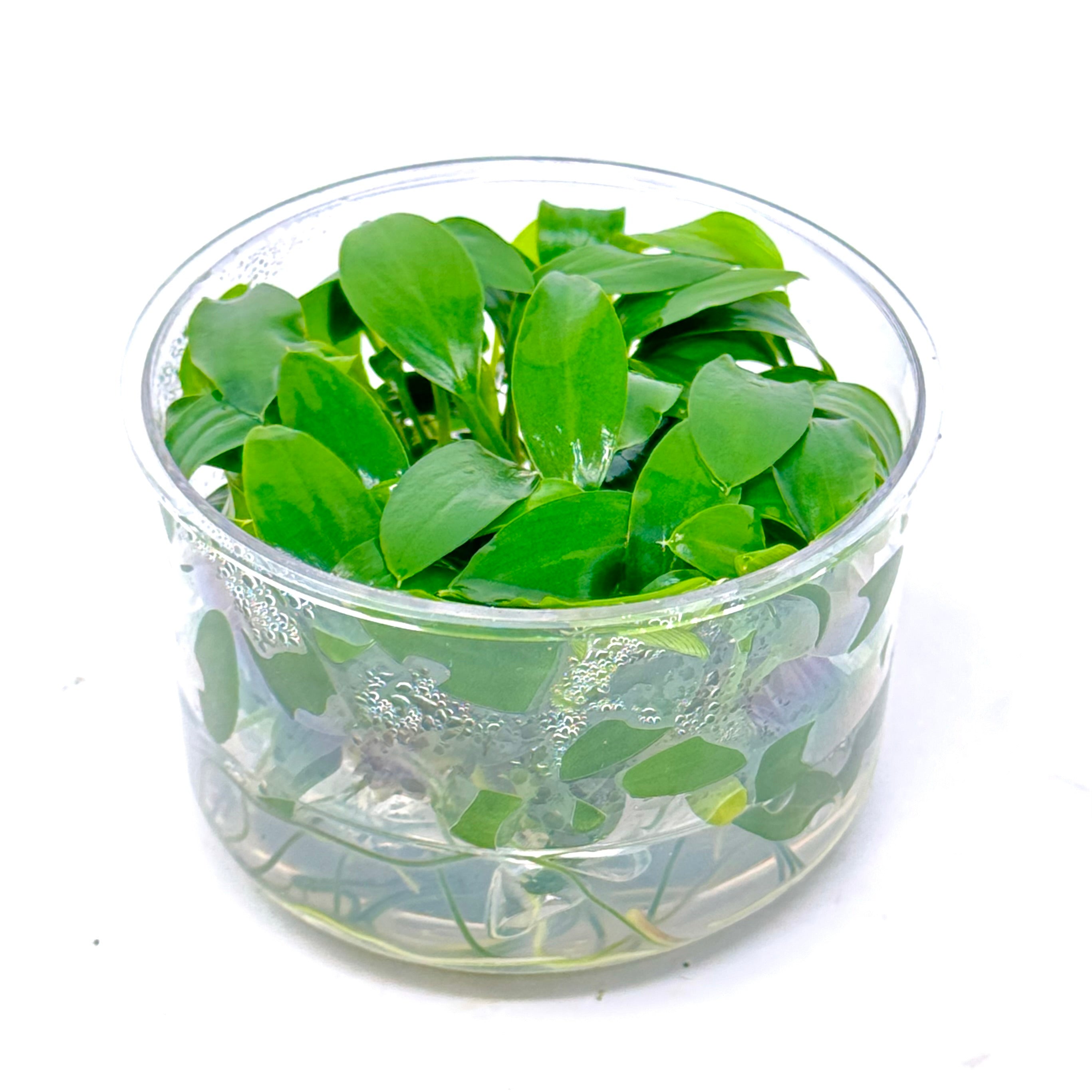 Tissue Culture - Homalomena sp Sekadau South (cup size: standard