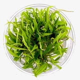 Tissue Culture  - Cryptocoryne wendtii green gecko (cup size: standard)