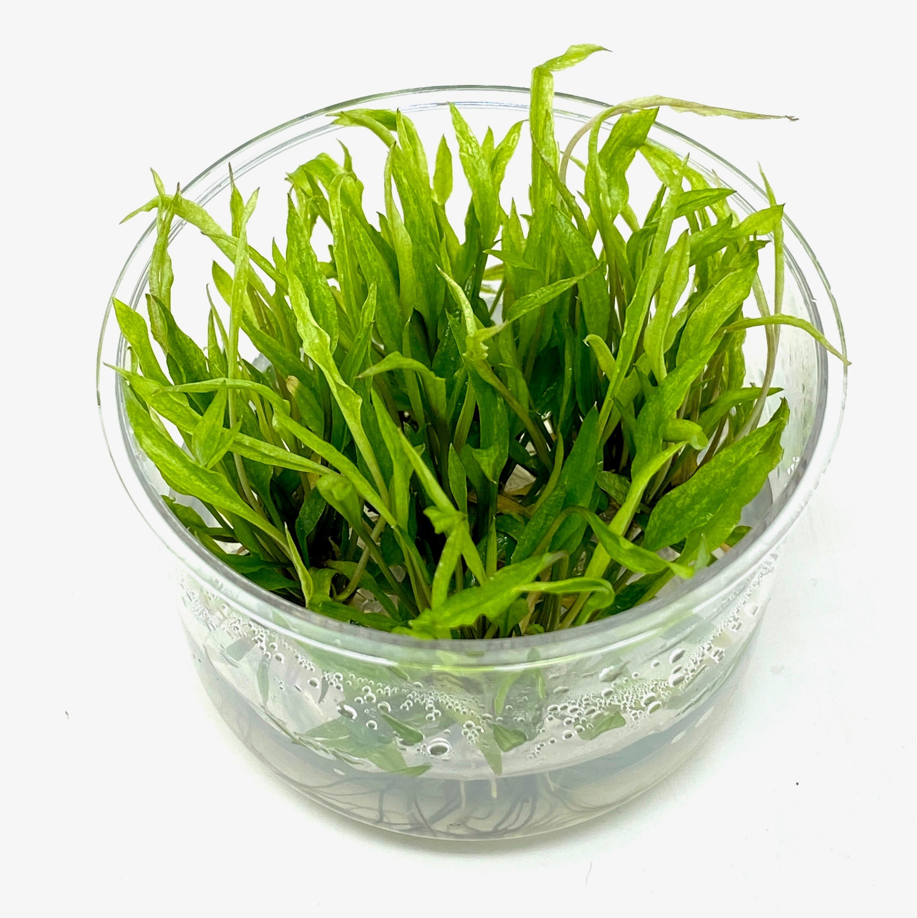 Tissue Culture - Cryptocoryne wendtii green gecko (cup size