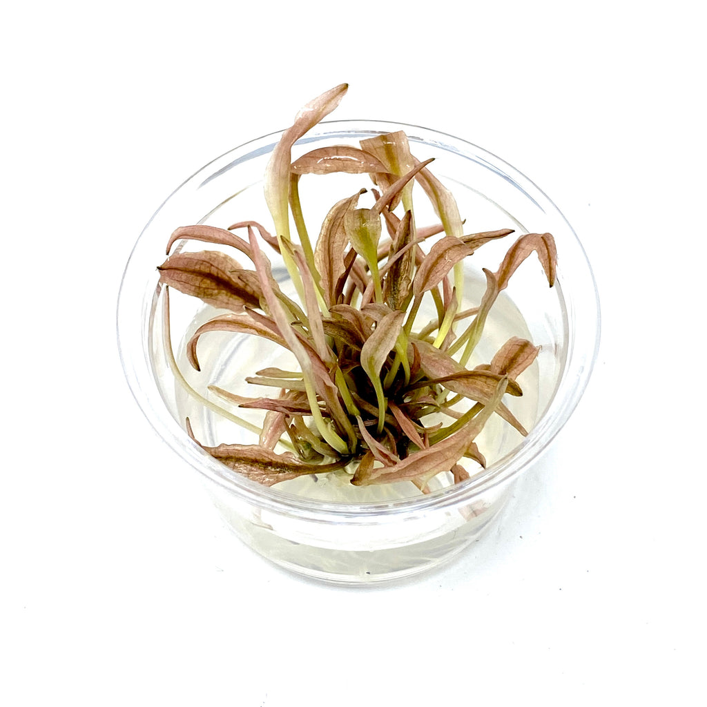 Tissue Culture  - Cryptocoryne wendtii flamingo (cup size: small)