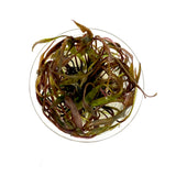 Tissue Culture  - Cryptocoryne nurii (cup size: small)