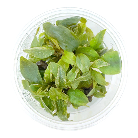 AFA tissue culture-Lagenandra bleeding heart