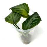 LC355 Jungle plants Lagenandra meeboldii 'Water melon' (jungle plant cup)