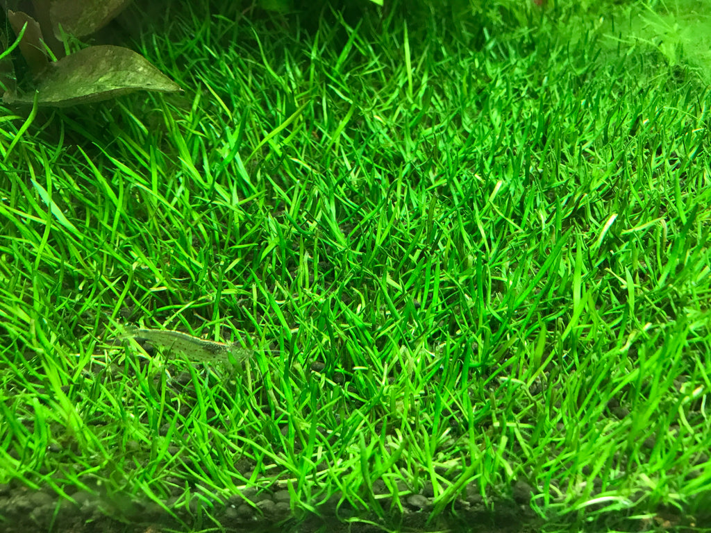 AFA tissue culture-Lilaeopsis brasiliensis