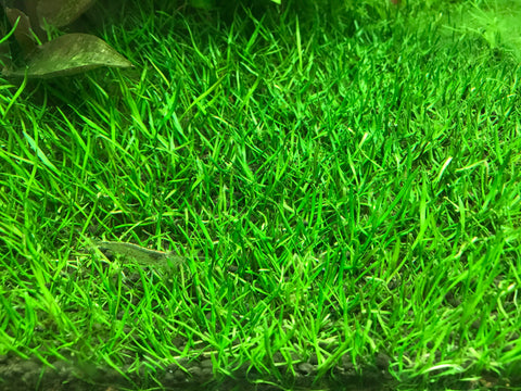 AFA tissue culture-Lilaeopsis brasiliensis