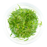 AFA tissue culture-Lilaeopsis brasiliensis