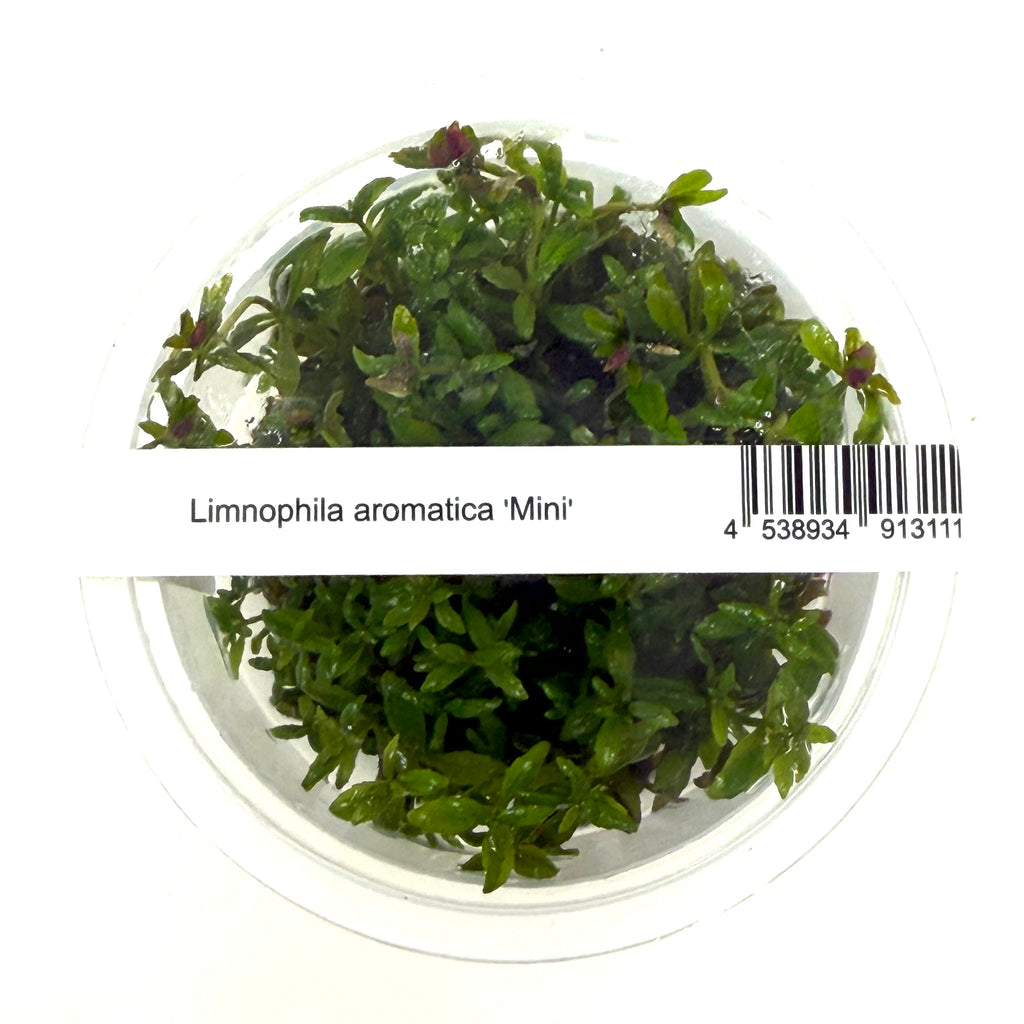 IC481 Tissue Culture  - Limnophila aromatica mini