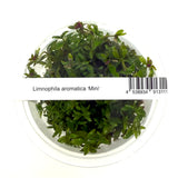 IC481 Tissue Culture  - Limnophila aromatica mini