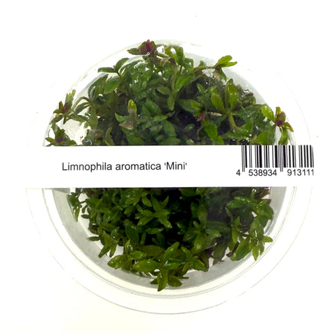 IC481 Tissue Culture  - Limnophila aromatica mini