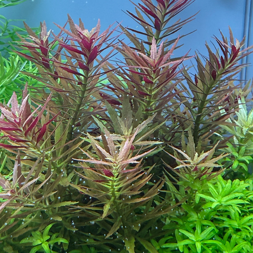 IC481 Tissue Culture  - Limnophila aromatica mini