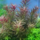 IC481 Tissue Culture  - Limnophila aromatica mini