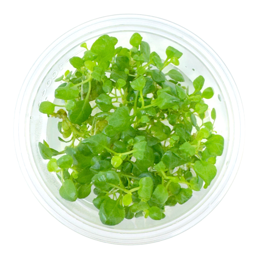 AFA tissue culture-Lobelia cardinalis