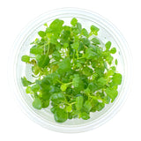 AFA tissue culture-Lobelia cardinalis