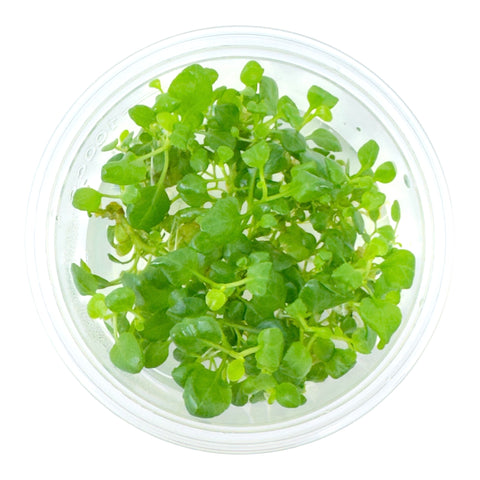 AFA tissue culture-Lobelia cardinalis