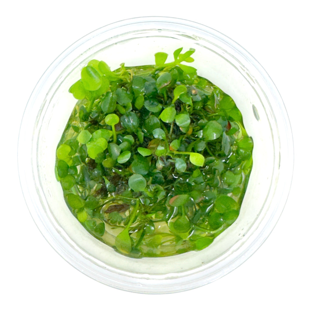 AFA tissue culture-Marsilea hirsuta