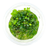 AFA tissue culture-Marsilea hirsuta