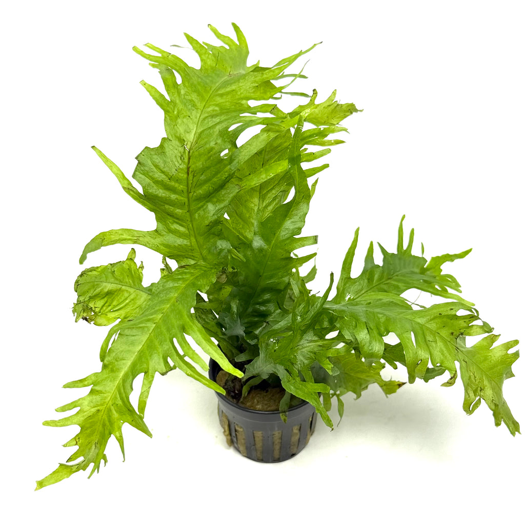 Microsorum pteropus lionfish  (potted)