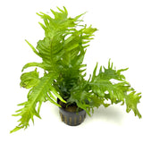 Microsorum pteropus lionfish  (potted)