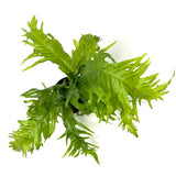 Microsorum pteropus lionfish  (potted)