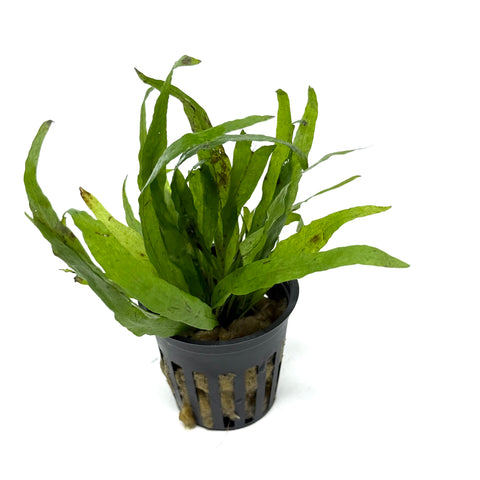 Nature Aquarium Products – Aqua Forest Aquarium