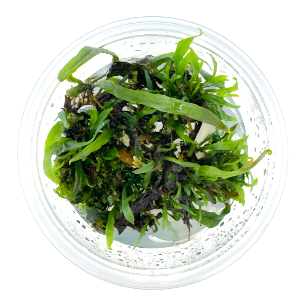 AFA tissue culture-Microsorum peteropus narrow leaf red