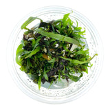 AFA tissue culture-Microsorum peteropus narrow leaf red