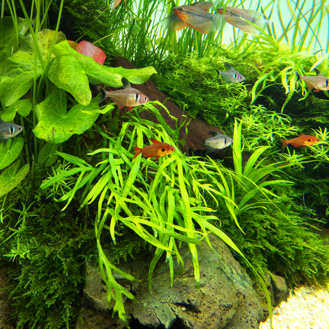 small plastic aquarium plants LC103 ADA Jungle plants-Microsorum sp. 'Trident' (Jungle plants cup)