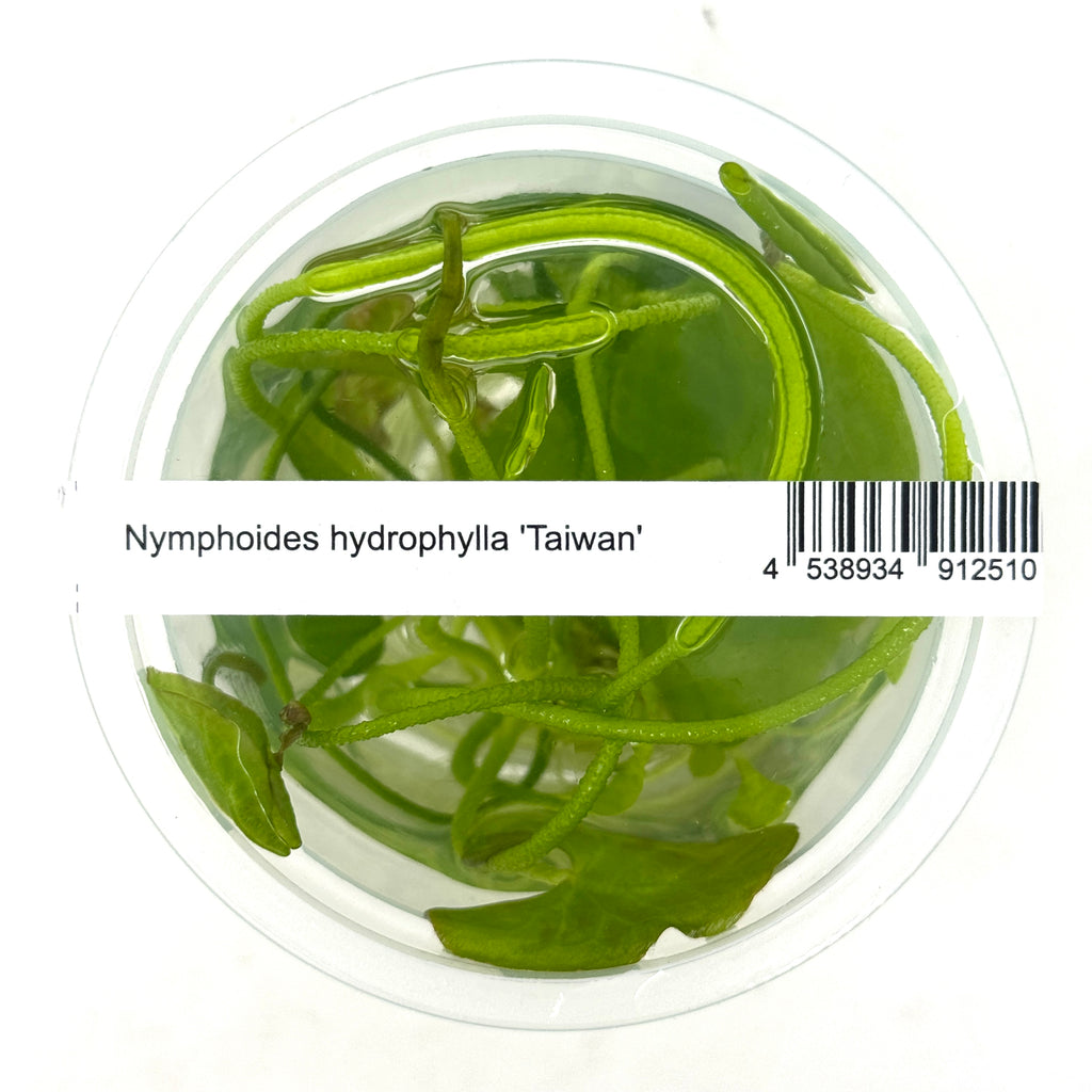 IC351 Tissue Culture  - Nymphoides hydrophylla 'Taiwan'