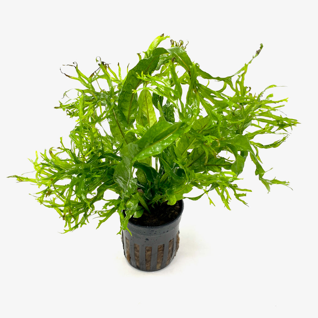Java Fern Lace (Microsorum pteropus windelov) (potted) – Aqua Forest ...
