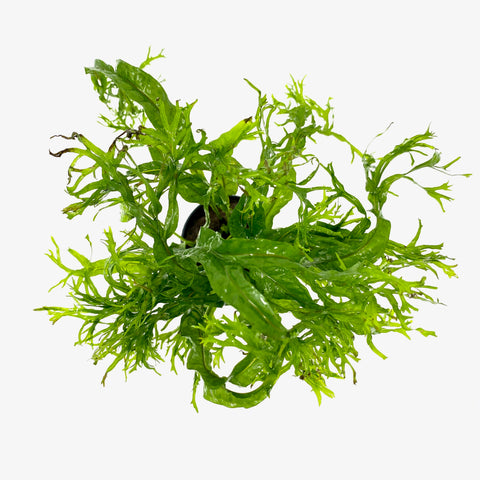 Java Fern Lace (Microsorum pteropus windelov) (potted) – Aqua Forest ...